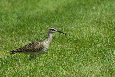 Whimbrelの写真素材