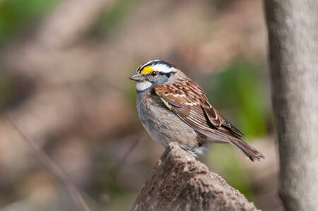 White-throated Sparrowの写真素材