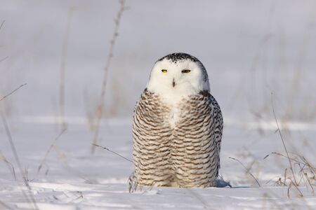 Snowy Owlの写真素材