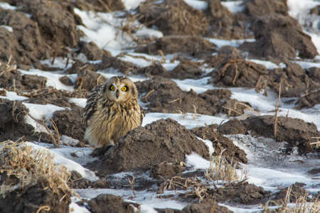 Short-eared Owl eating a freshly caught rodent in a field.の写真素材