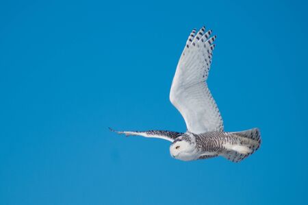 Snowy Owlの写真素材