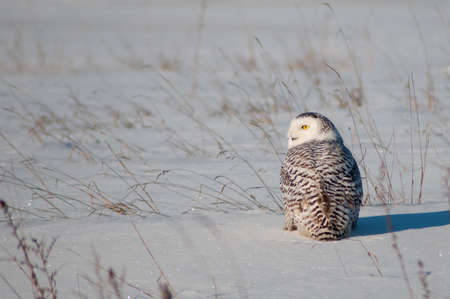 Snowy Owlの写真素材