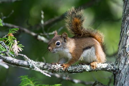 Red Squirrel perched in a Cedar Tree.の写真素材