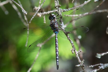 Canada Darner dragonfly hanging from a branch in a bog.の写真素材