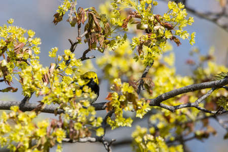 A Black-throated Green Warbler perched on a branch during spring migration in Wisconsin.