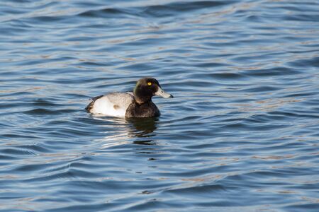 A Greater Scaup in the water of lake Michigan during spring migration.の写真素材