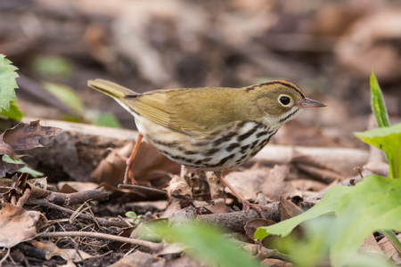 An Ovenbird on the move during spring migration.の写真素材