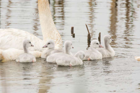 A pair of Trumpeter Swans with their cygnets at Horicon Marsh in Wisconsin.の写真素材