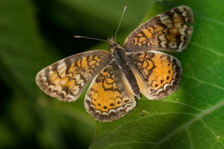 A Pearl Crescent butterfly perched on a leaf.の写真素材