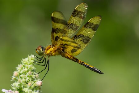 A macro photo of a Halloween Pennant dragonfly in Wisconsin.の写真素材