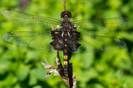 A macro photo of an immature Black Saddlebags dragonfly.の写真素材