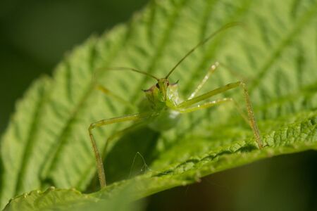 A Pale Green Assassin Bug, Zelus luridus waiting on a raspberry leaf.の写真素材