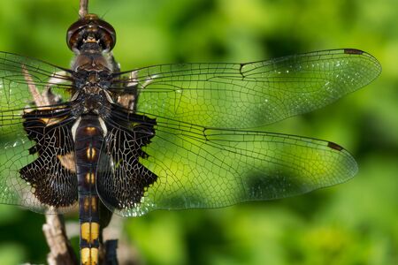 A macro photo of an immature Black Saddlebags dragonfly.の写真素材