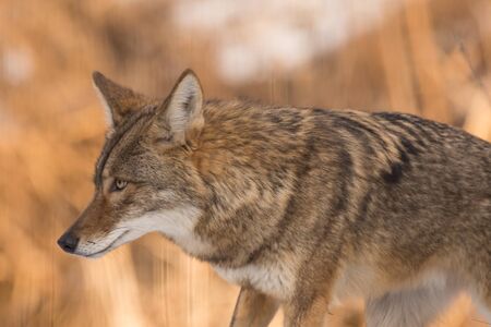 A coyote hunting for food in winter in Wisconsin.