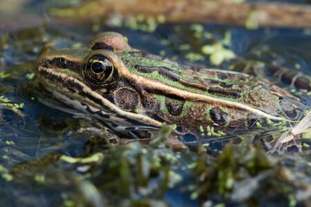 A Northern Leopard Frog floating in a pond in Wisconsin.