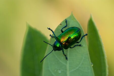 A Dogbane Beetle feeding on Dogbane leaves in Wisconsin.