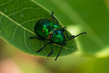 A Dogbane Beetle feeding on Dogbane leaves in Wisconsin.