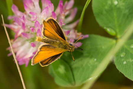 A European Skipper feeding from a red clover.の写真素材
