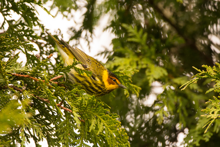 A Cape May Warbler perched on a branch during spring migration.の写真素材