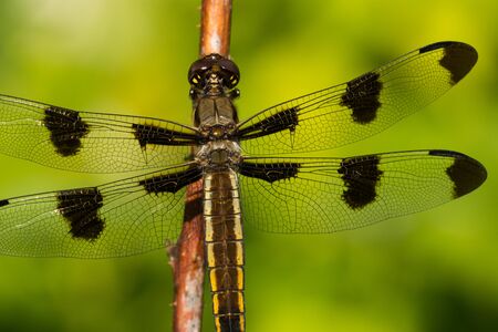 A close-up of a Common Whitetail dragonfly in Wisconsin.の写真素材