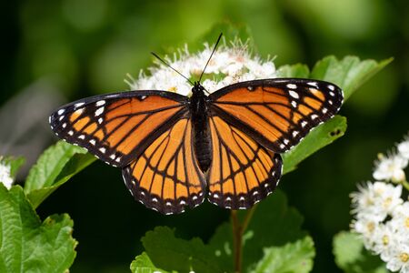 Viceroy Butterfly feeding on nectar from a wildflower.