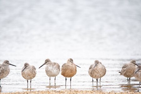 Willets and Marbled Godwit on a beach in Wisconsin during spring migration.の写真素材