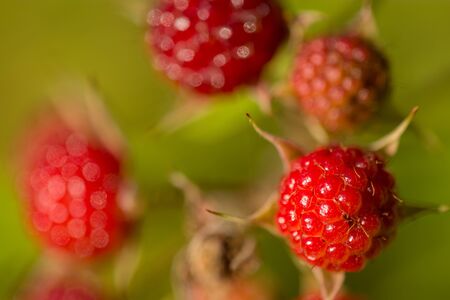 A ripe raspberry on a bush in summer.