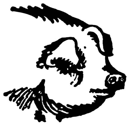  A black and white version of a portrait of a large pigの写真素材