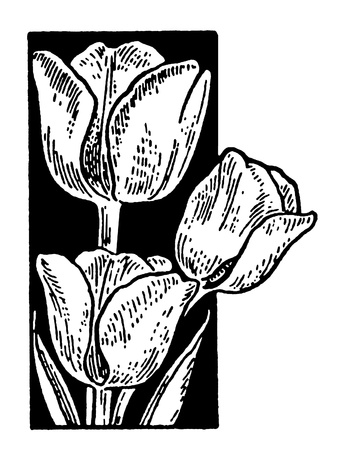 A black and white version of a vintage print of Tulipsの写真素材