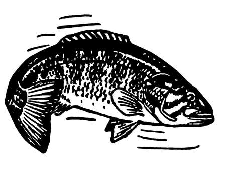 A black and white version of an illustration of a fishの写真素材