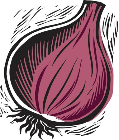 fresh purple onionの写真素材