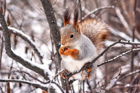 Cute red squirrel (Sciurus Vulgaris) in the forestの写真素材