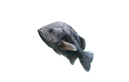Large sea bass looms before the camera.  I've isolated it and included a work-path, so you can easily drop it into whatever environment you want.の写真素材