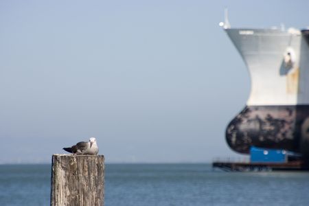 A seagull rests on a piling in the forgrond, and drydocked ship looms in the background.の写真素材