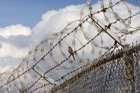 A bird sits confortably in a spot where no man could relax...の写真素材