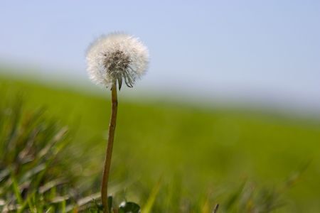 A lone Dandelion waits to have it's hair blown.の写真素材