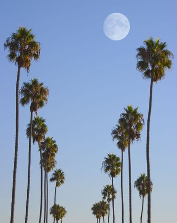 It may not be paradise in real life, but we like to pretend. 
の写真素材