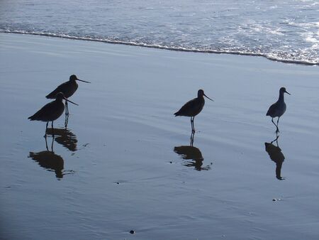 Coastal birds, know as "Sand Pipers", look for sand crabs along the waters edge.の写真素材