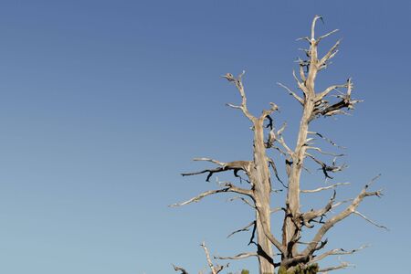A twisted tree against a blue sky.の写真素材