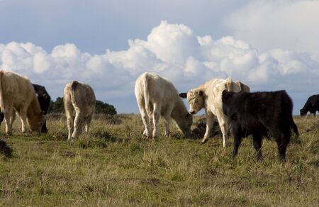 Dairy cows in a green field.の写真素材