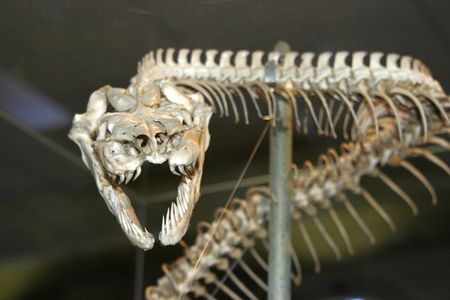 A snake skeleton on display at a museum.の写真素材