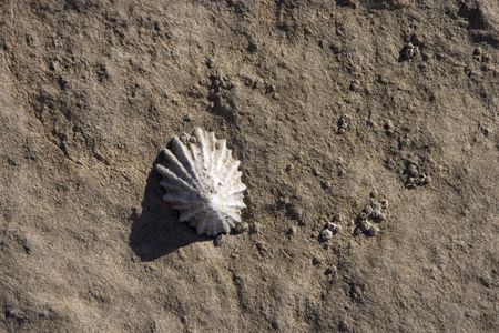 A limpet clings to a rock in the intertidal zone of the California coast.の写真素材