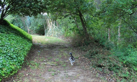 dog walking along a forested pathの写真素材