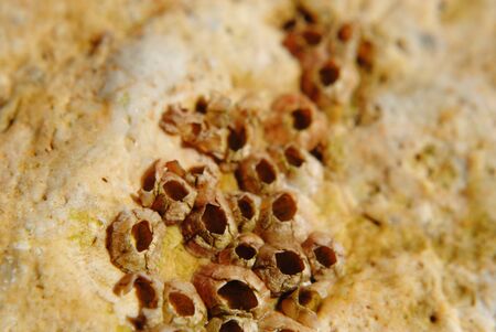 barnacle group close up