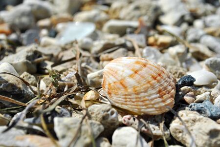 sea shell on the beach close-up