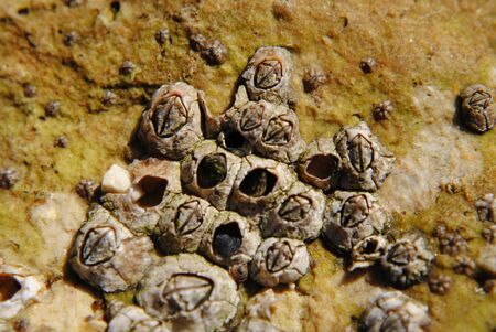barnacle group on the beach