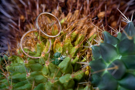 macro of wedding rings next to the cactus plant blurの写真素材