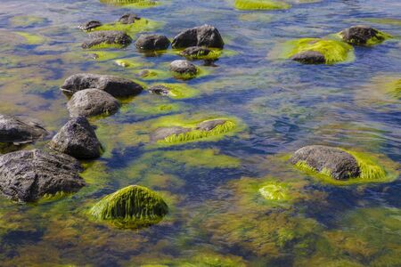 Algae polluted waterの写真素材