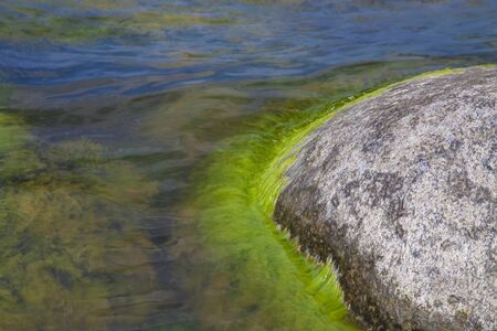 Algae polluted waterの写真素材