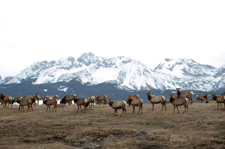 A herd of elk come down from the mountainss for spring grazing.の写真素材